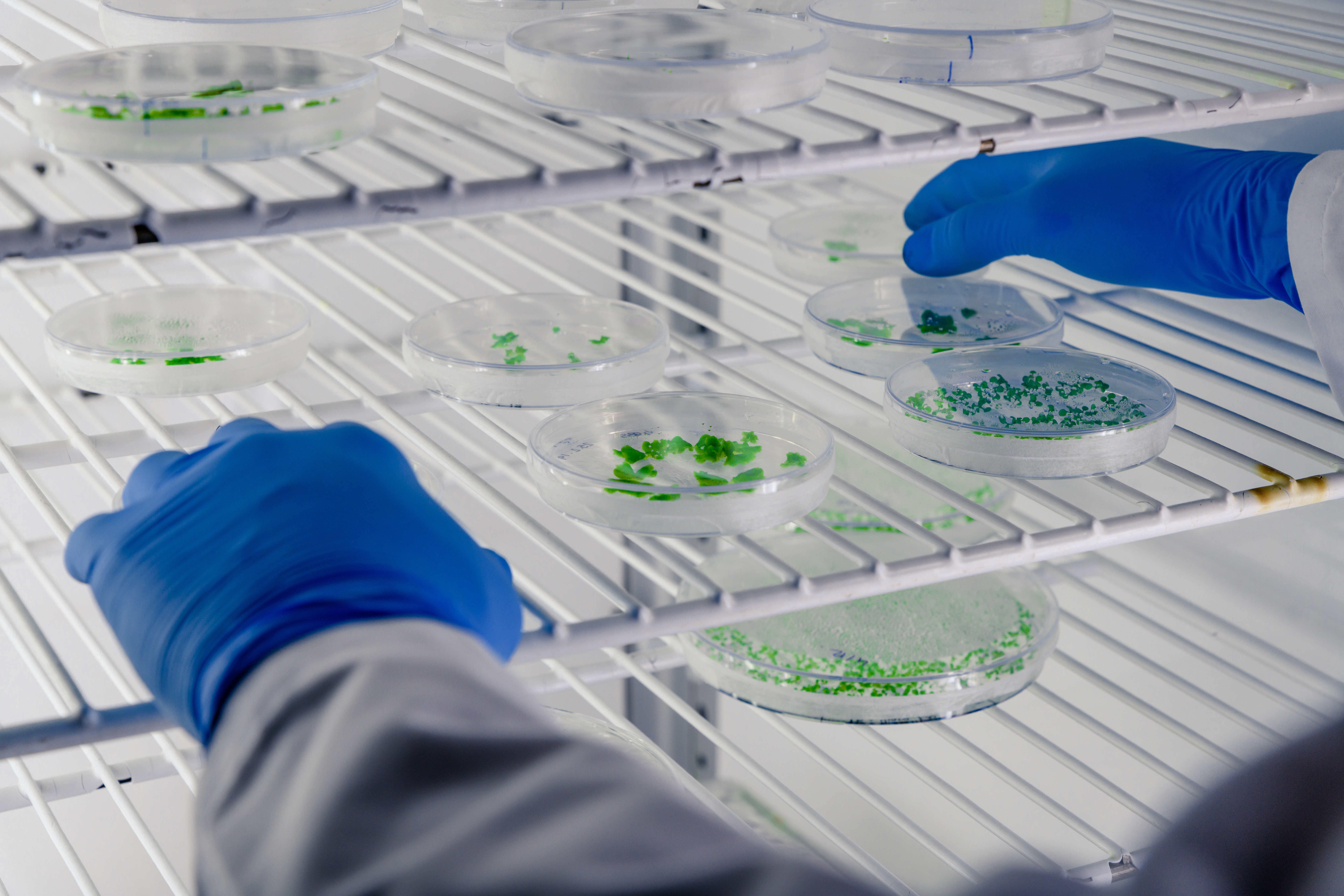 Optical Methods for Identification and Classification of Microplastics as Birefringent Material