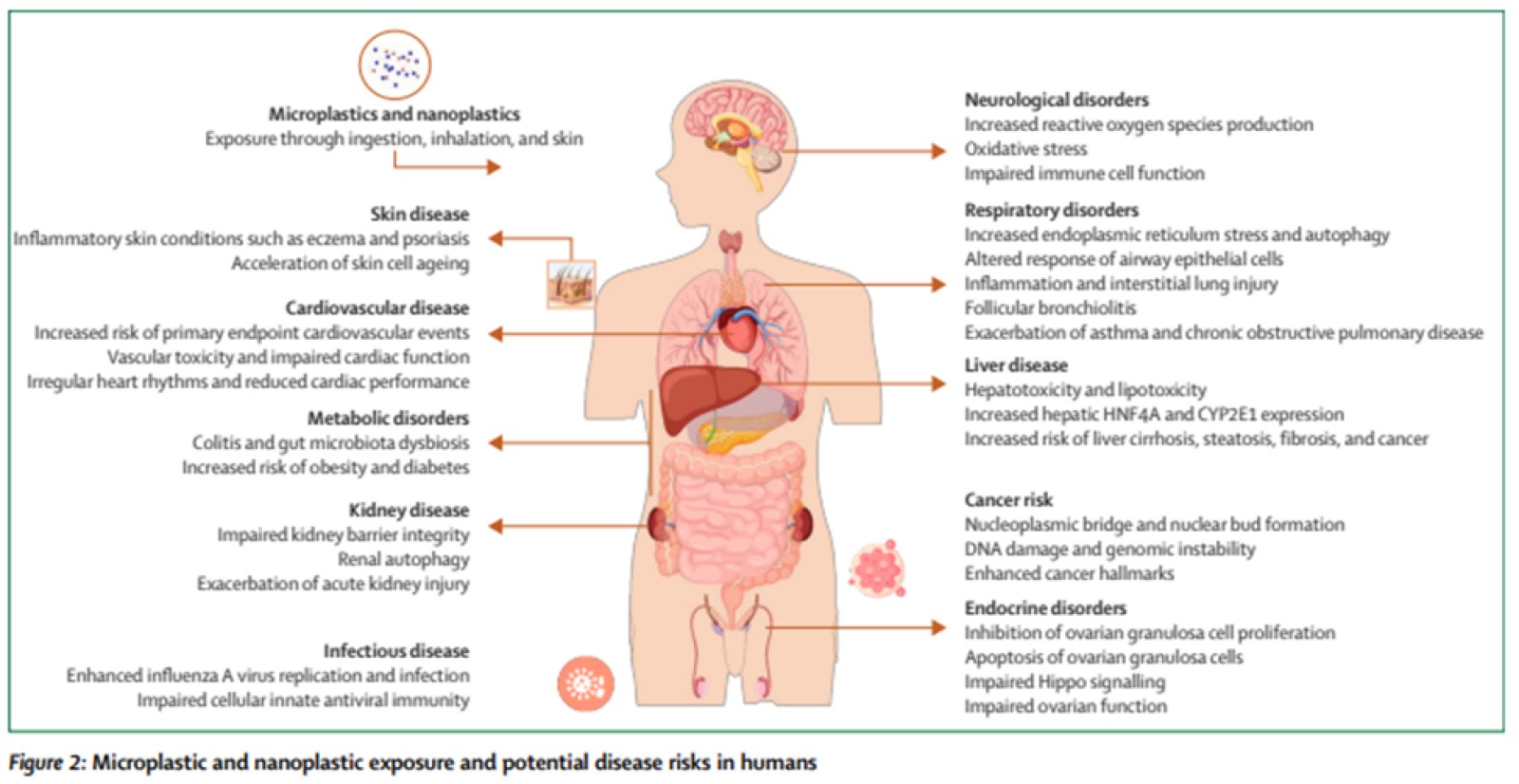 Microplastic and nanoplastic pollution and associated potential disease risks