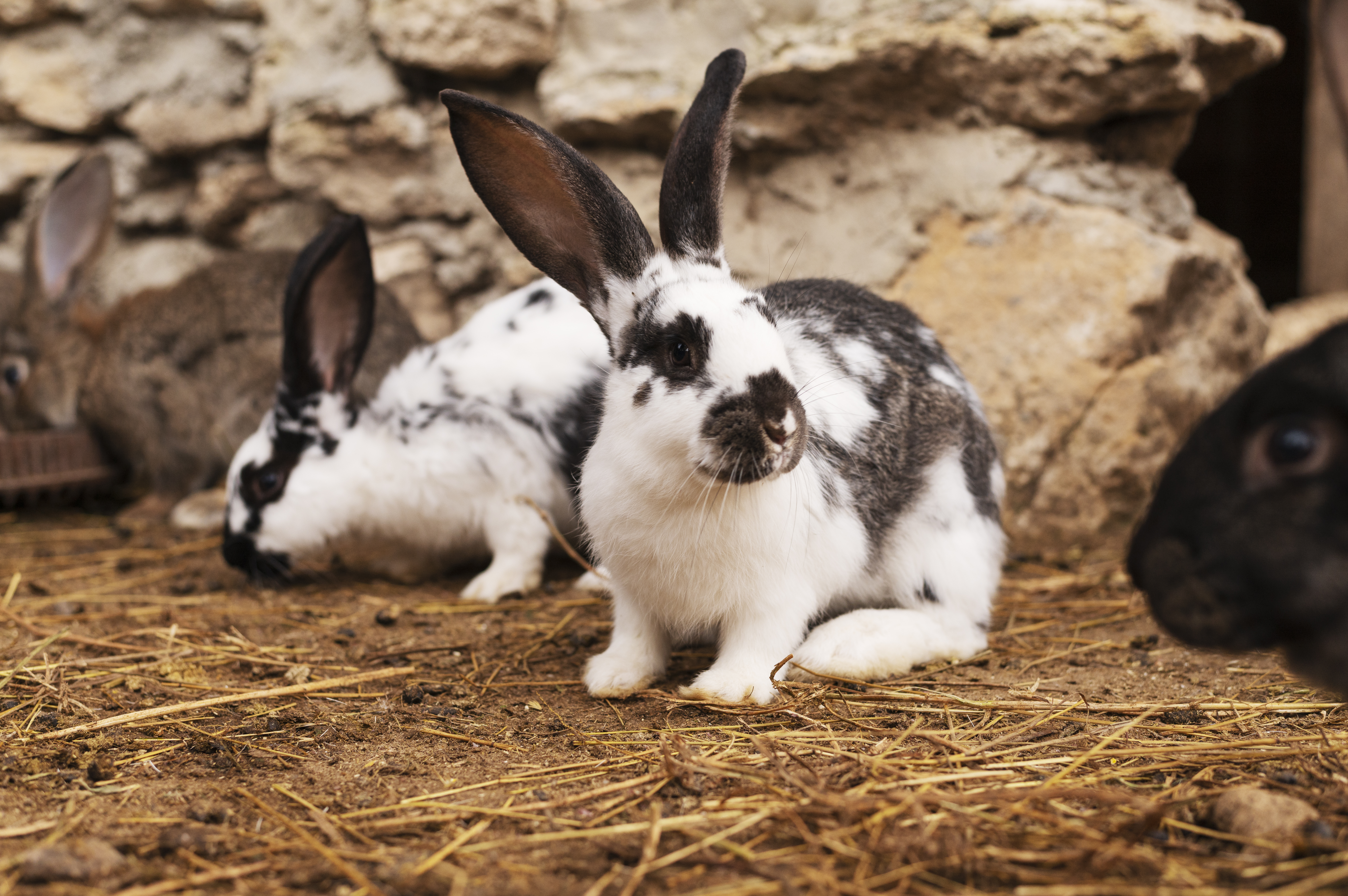 In Vivo Effects of Polystyrene Microparticles on Rabbits (Oryctolagus cuniculus): A Pilot Study