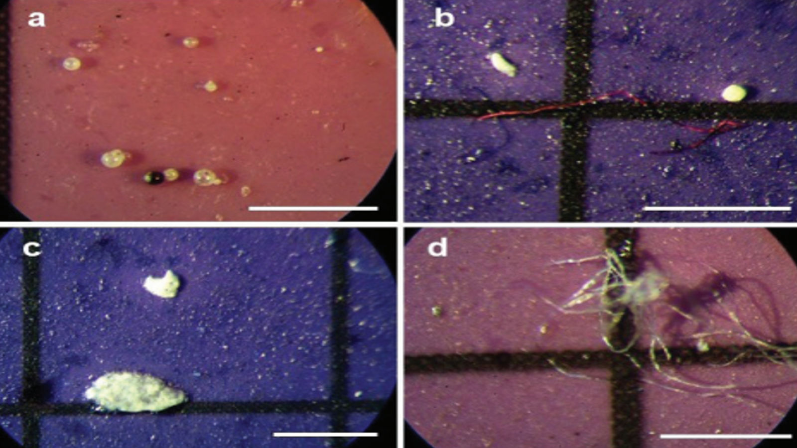 Microplastics in fish gut, first records from the Tom River in West Siberia, Russia